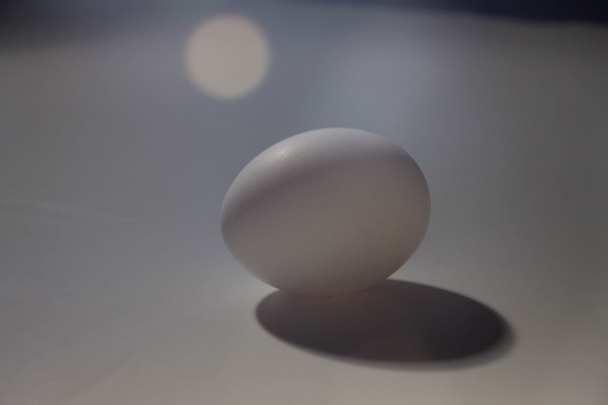 LL4 Studio Light Basics “the egg”