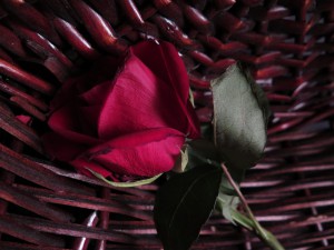 Valerien Yepes - Red Rose