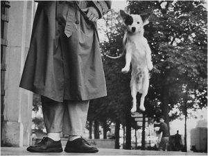 Photograph of a man's legs next to a jumping dog photographed in mid-jump