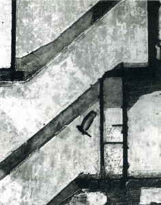 Andre Kertesz, Landing pigeon, 1960