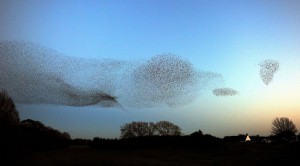 Humphrey Owens, Starlings in flight over Scotland, 2013