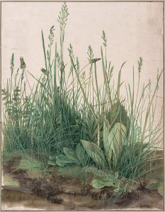 Watercolor by Durer of a large piece of turf with detailed grass. 