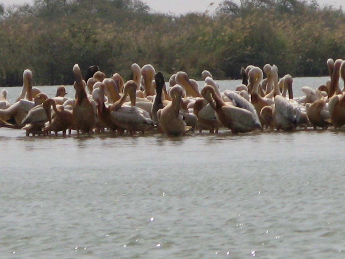 Birds in Senegal