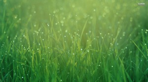 dew-drops-on-grass-25590-1920x1080