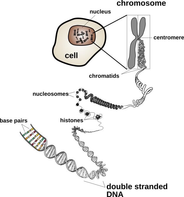 Chromosomes and Karyotypes | Biology OER
