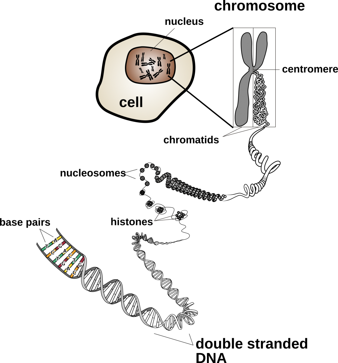 chromosome structure presentation
