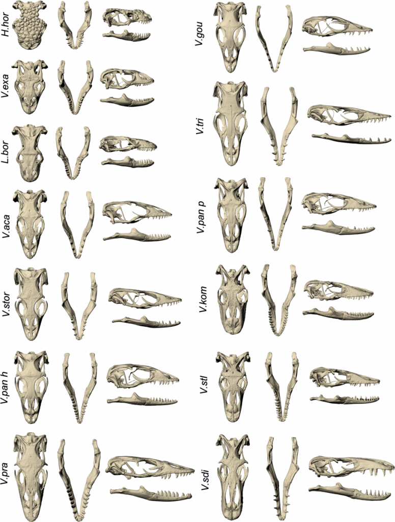 Skulls of the species involved in this analysis.