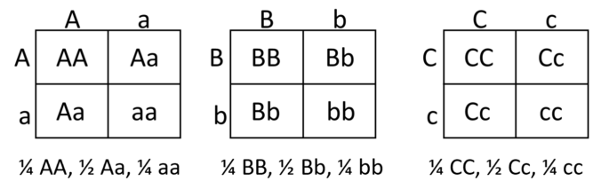 probability-and-chi-square-analysis-biology-1101-course-hub