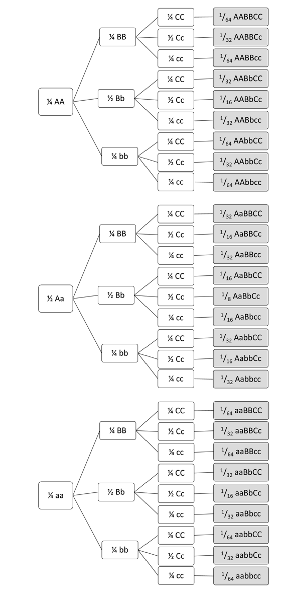 probability-and-chi-square-analysis-biology-1101-course-hub