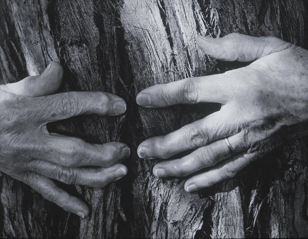 Woman's Hands (Hands on Tree Trunk). Photographer: Wynn Bullock. 1956.