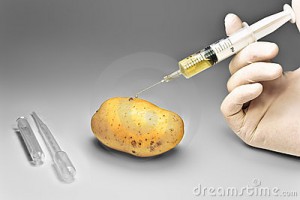 potato-gmo-13468509