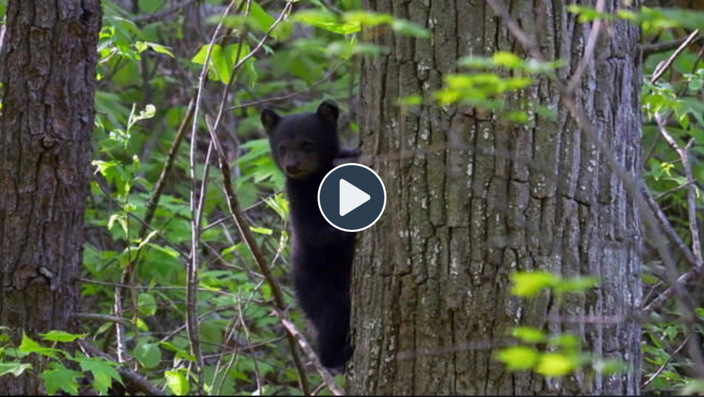 screen shot of start of video of bear cubs