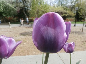 Tulip - Shade tonal progression 