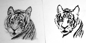 The tantalizing transitional tiger project