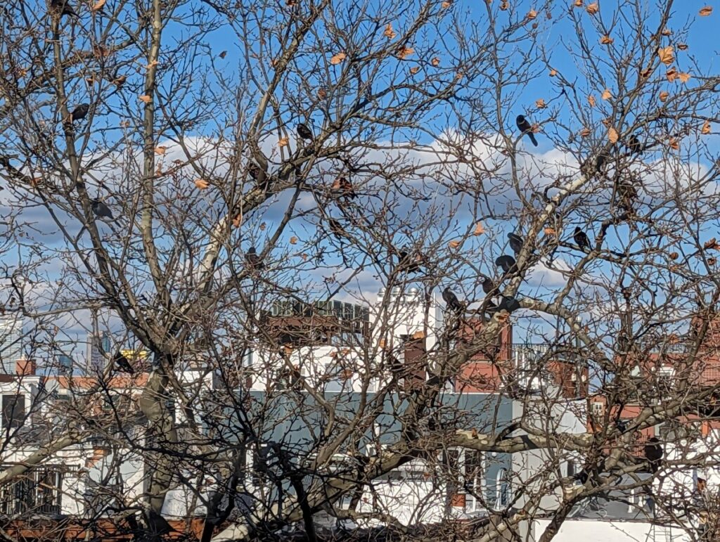 tree limbs and birds in foreground and city in the background