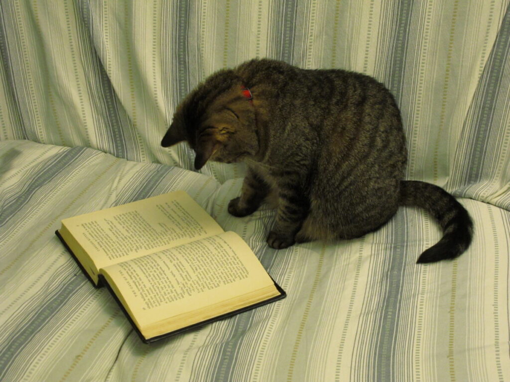 Miao Miao reading a book.