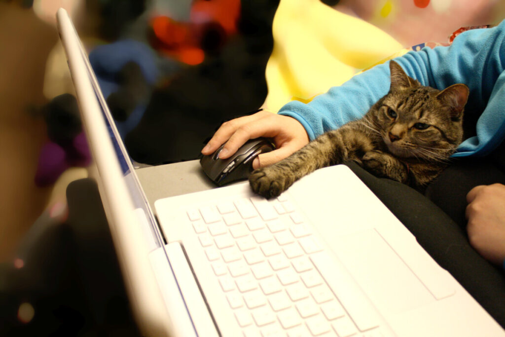 cat and human using a laptop computer