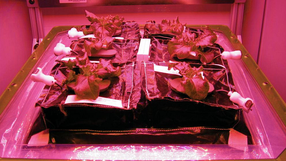 Space Lettuce farming with LED Lighting