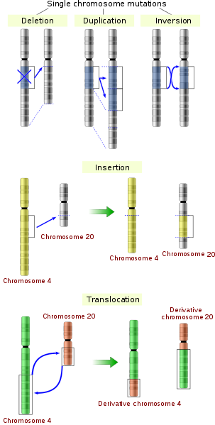 Fig. 4. Alternative mechanisms that can contribute to structural chromosomal abnormalities. Note that insertions and translocations involve more than one chromosome.