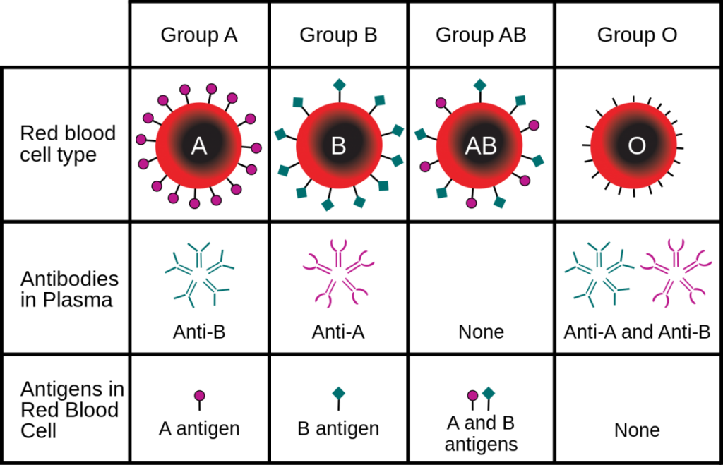 Fig. 1. Overview of the four major blood types found in humans.