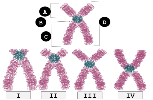 Fig. 2. Alternative means of classifying chromosomes based on the relative position of the centromere. I = telocentric; II = acrocentric; III = submetacentric; IV = metacentric. A = p arm; B = centromere; C = q arm; D = sister chromatid.