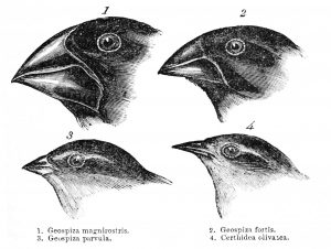 Fig. 1. Example of natural selection using Darwin’s finches. Different beak morphologies evolved in different species inhabiting different islands to best utilize natural food sources. In other words, different habitats ‘selected’ for birds with certain phenotypic characteristics.