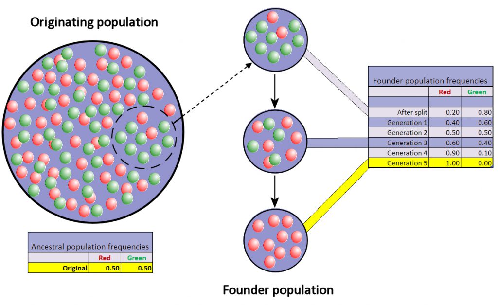 Fig. 6. Founder events occur when a small subset of individuals breaks off from a parental population to colonize a new area. As the founding population is small, genetic drift will exert a strong force on allele frequencies, causing some alleles to be lost and others to become fixed. In this example, the green allele is completely removed from the founder population after five generations.