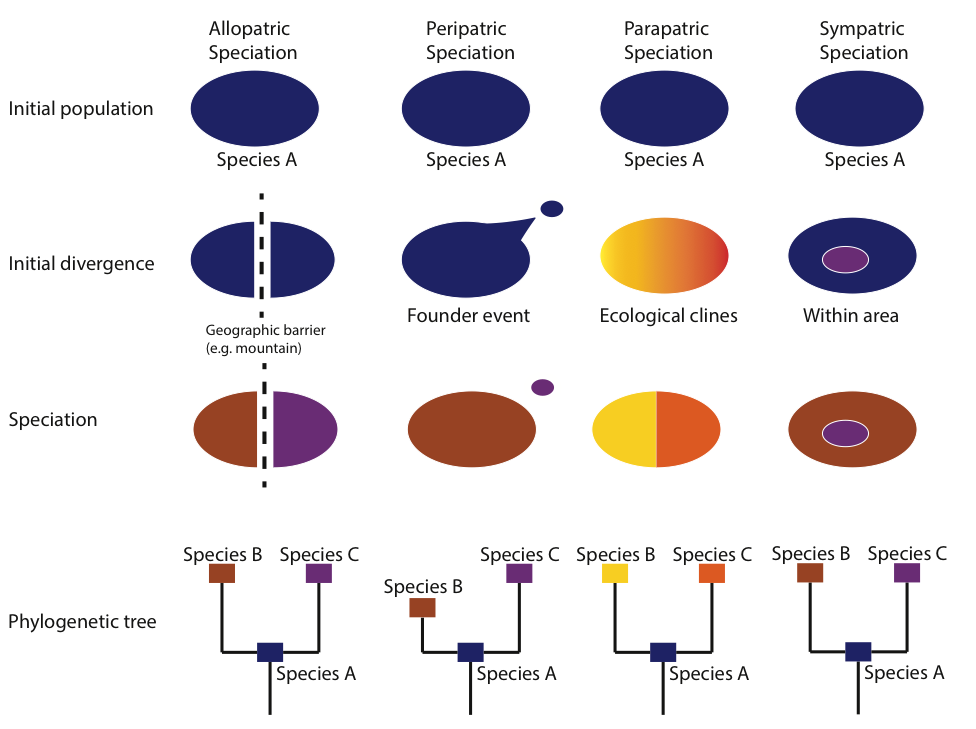Fig. 7. Simplistic illustration of the four primary mechanisms of speciation. Allopatric and peripatric speciation require some type of physical barrier that leads to reproductive isolation of populations. Although similar, allopatric and peripatric divergence are distinguished based on population sizes. In peripatric speciation, a small group of individuals from the parent population colonizes a new geographic area. This population then experiences rapid genetic changes due to drift and selection. In parapatric speciation, a population is distributed along an environmental gradient. Divergent natural selection at opposite ends of the gradient results in the evolution of different phenotypic characteristics. Positive assortative mating (mating among similar individuals) eventually leads to reproductive isolation and speciation. Sympatric speciation results without physical or ecological barriers. Examples include the evolution of polyploidy in plants, and different host plant use by insects.
