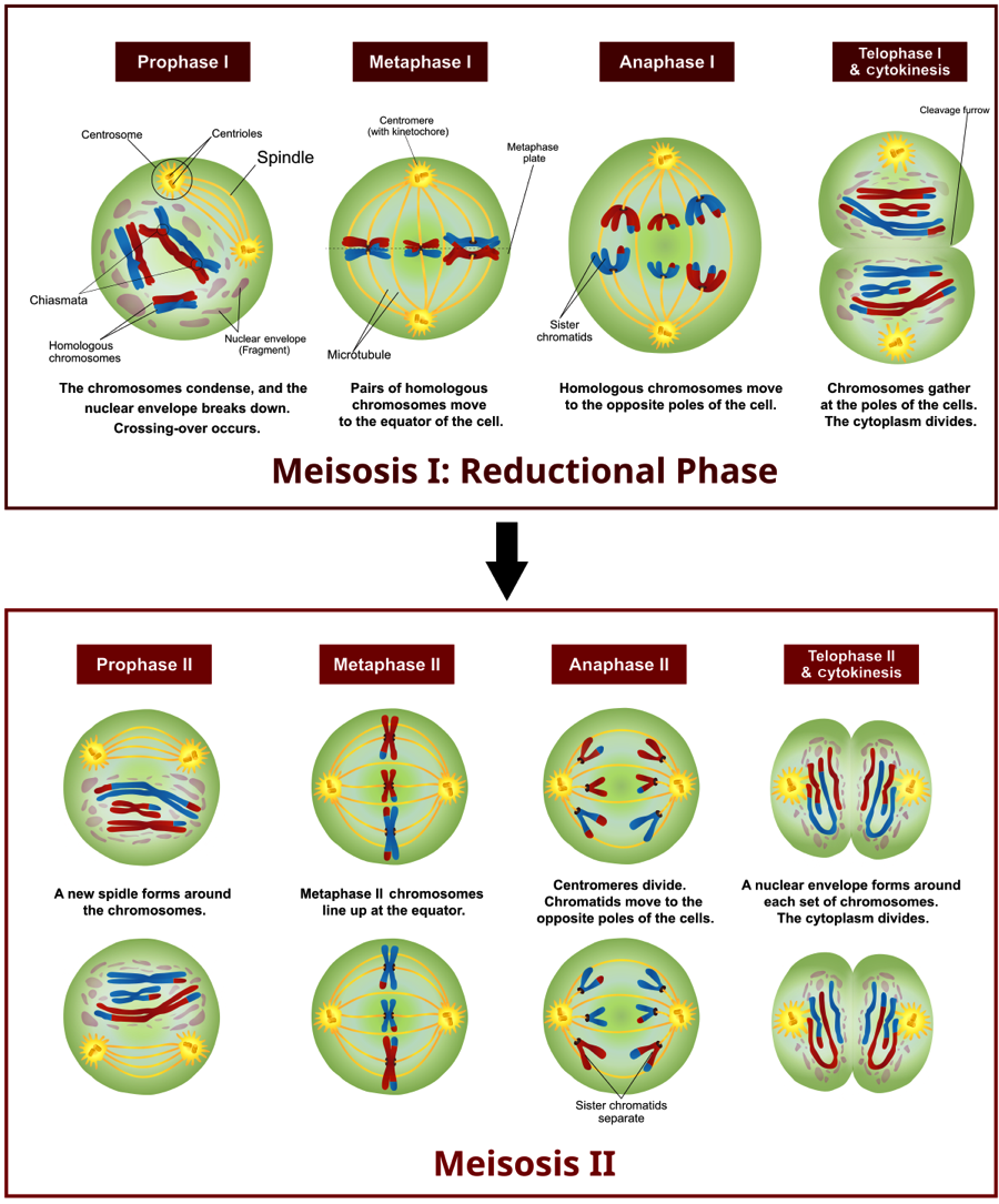 Fig. 1. Overview of meiosis in a cell with 6 chromosomes (2n = 6). For simplicity, paternal chromosomes are in blue and maternal chromosomes are in red. Note that upon completion of meiosis II, four haploid cells are produced. The yellow circles at the poles are centrosomes, which anchor the mitotic spindle where chromosomes attach via their centromere. Proteins called the kinetochore help attach centrosomes to spindle.