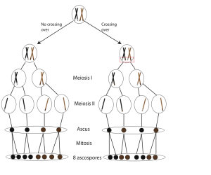 Lab 3 – BIO2450L-Genetics; Prof. Christopher Blair