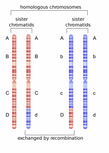 Lab 3 – BIO2450L-Genetics; Prof. Christopher Blair