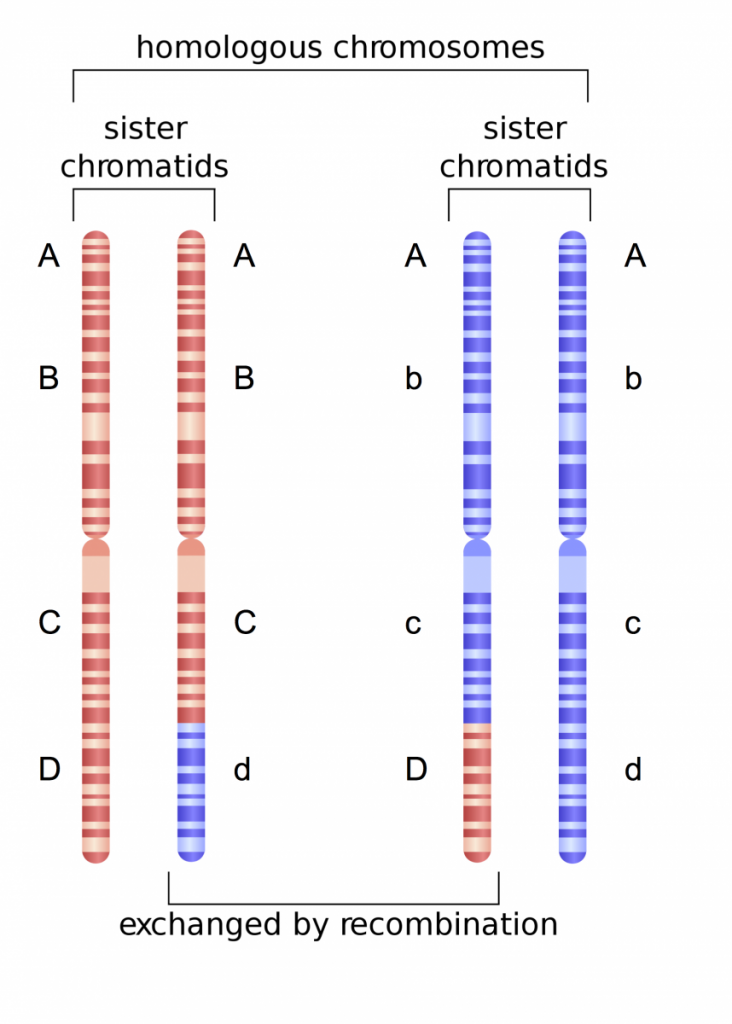 Fig. 2. Example of genetic recombination involving two homologous chromosomes, each consisting of two identical sister chromatids. Letters denote the location of genes and alleles on each chromosome.