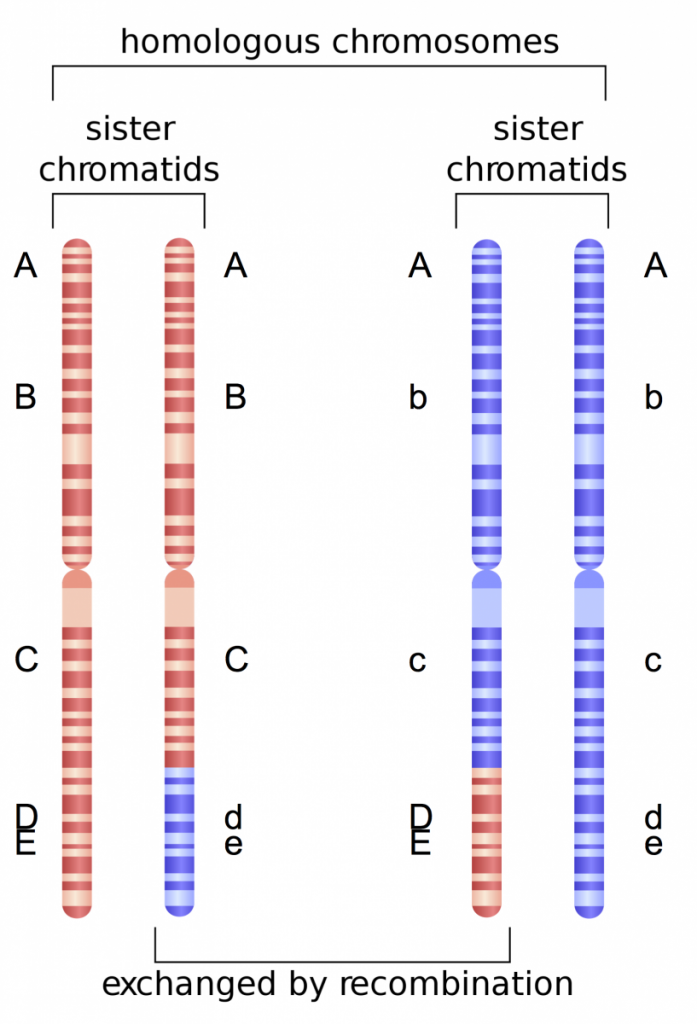 Fig. 3. Example of genetic recombination involving two homologous chromosomes, each consisting of two identical sister chromatids. Letters denote the location of genes and alleles on each chromosome.