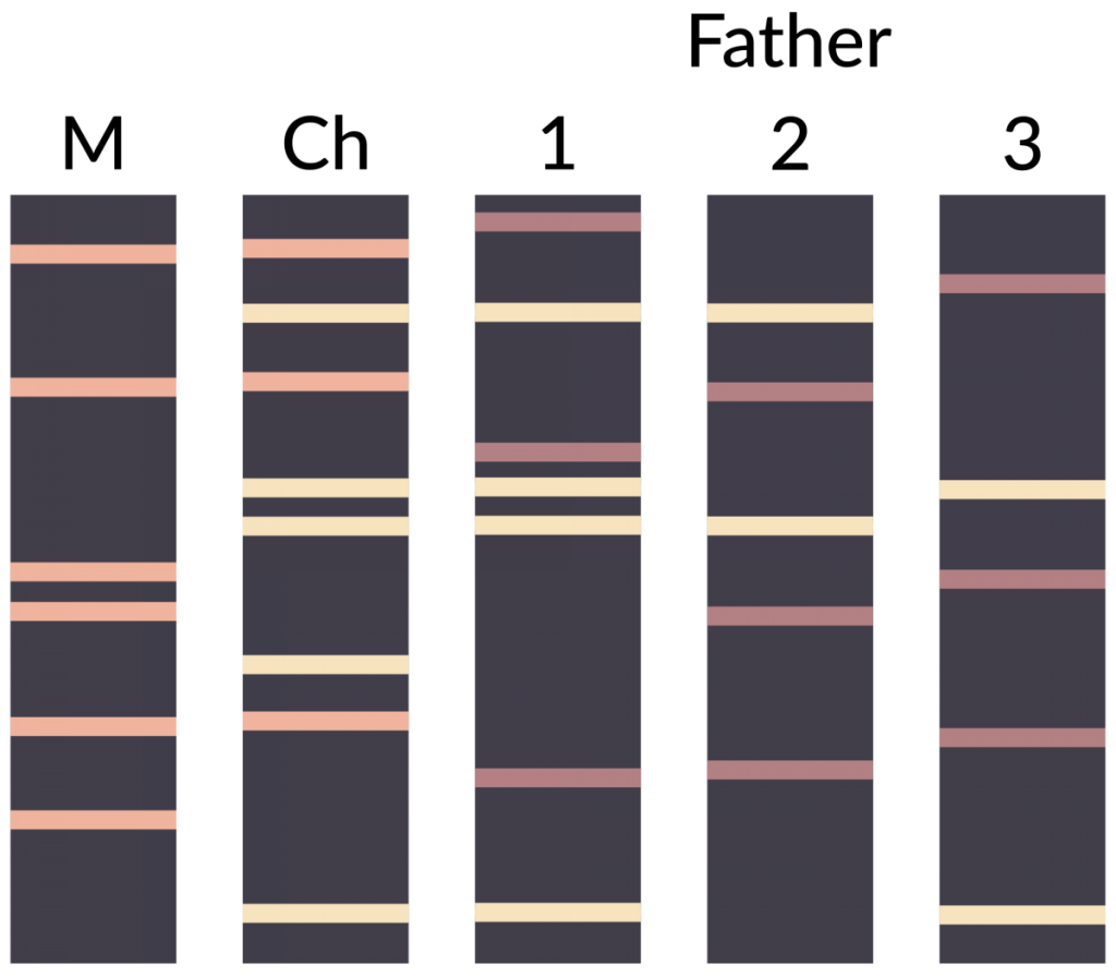Fig. 2. Simplified example of how DNA fingerprinting techniques can be used to determine paternity among multiple candidate fathers. M = mother; Ch = child; 1,2 and 3 = potential fathers.