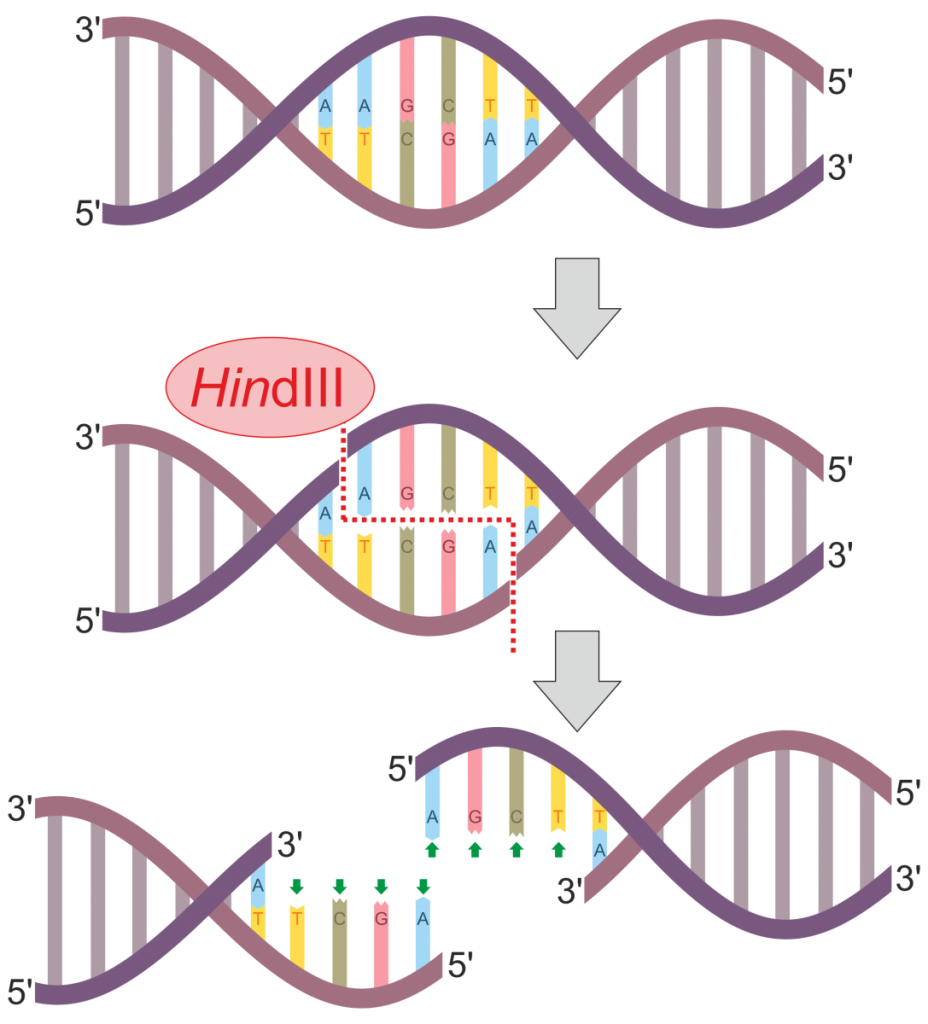Fig. 3. Graphical depiction of DNA digestion using the restriction enzyme HindIII. Note the production of overhangs following digestion.