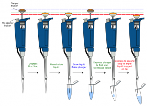 Labs 8-9 – BIO2450L-Genetics; Prof. Christopher Blair