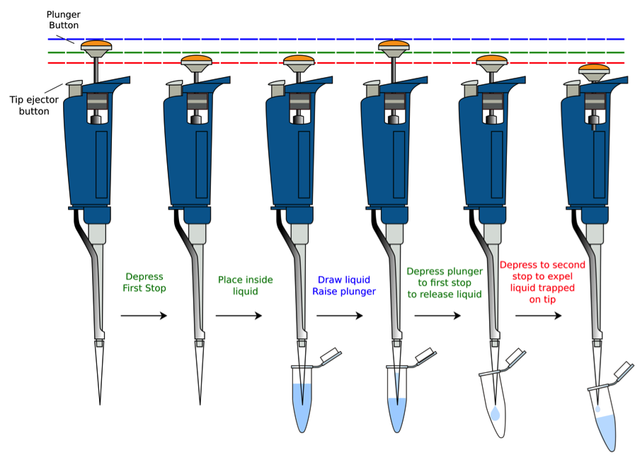 Fig. 6. Pipetting sequence. Ensure the plunger is depressed outside of the liquid to displace air and avoid blowing bubbles into solution. Carefully draw the plunger up slowly and follow the liquid to avoid drawing air. Depress the plunger in destination tube to the first stop. Depress to the second stop if fluid remains in the tip to expel full volume. Refer to PowerPoint slides for color version.