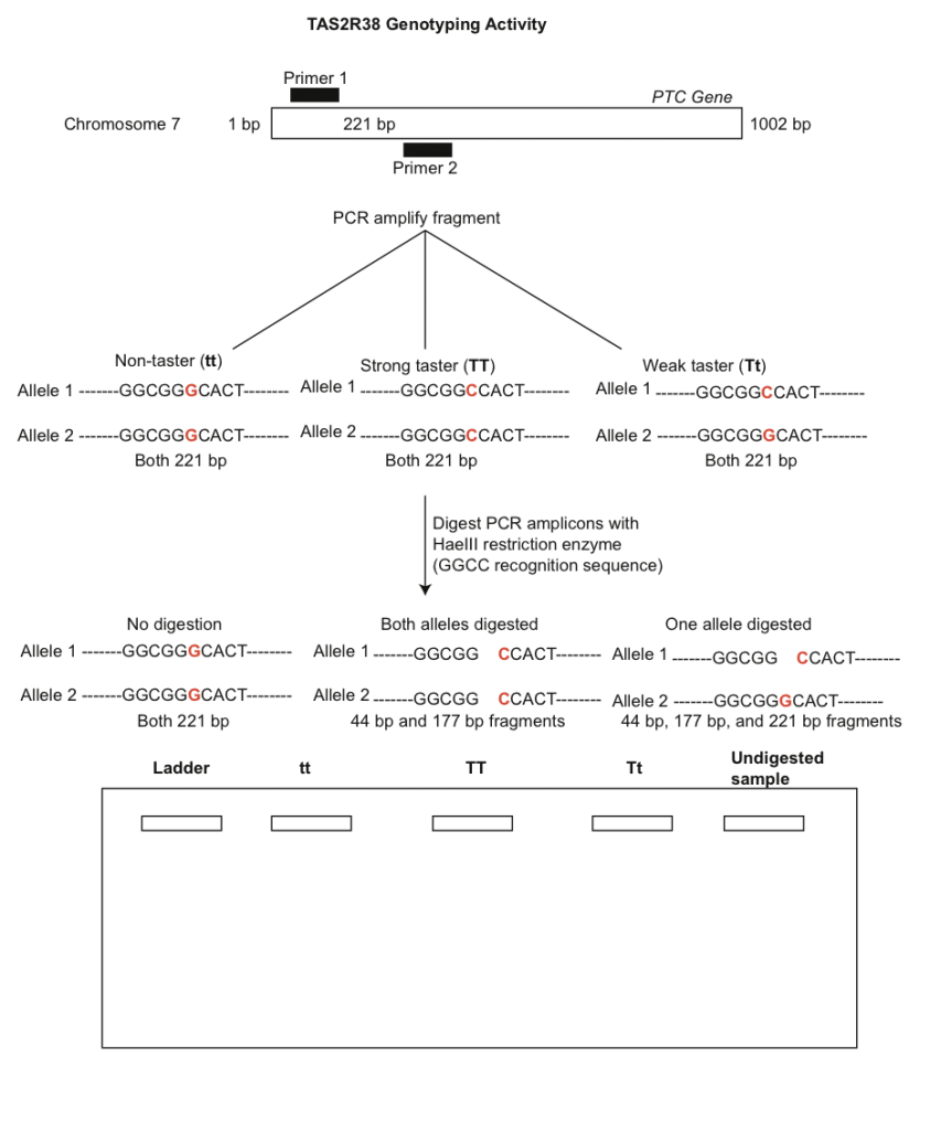 Fig. 3. Simplified workflow for quantifying allelic polymorphism at the TAS2R38 gene. Note that sequences may need to be reverse complemented depending upon the DNA strand sequenced.