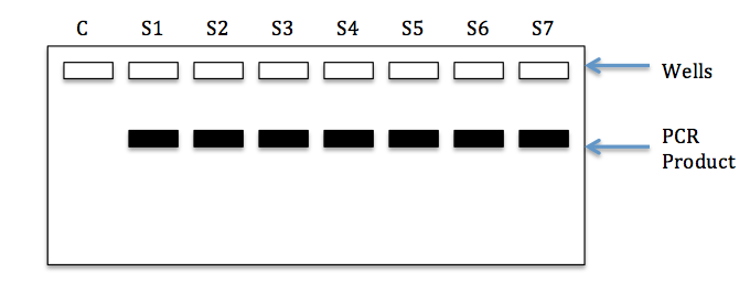 Gel image showing the results of a successful PCR experiment. Black bands indicate the presence of positive PCR product.
