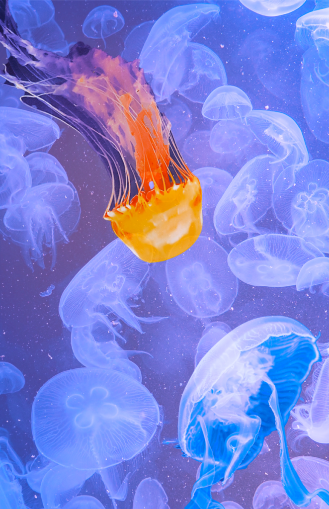 Jellyfish Love
