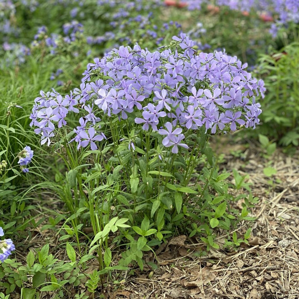 Woodland Phlox (Phlox divaricate)