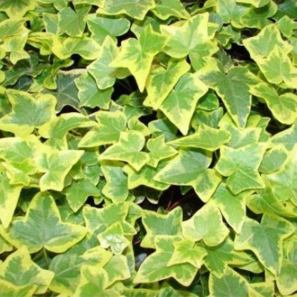 Variegated Ivy (Hedera helix ‘Goldchild’)