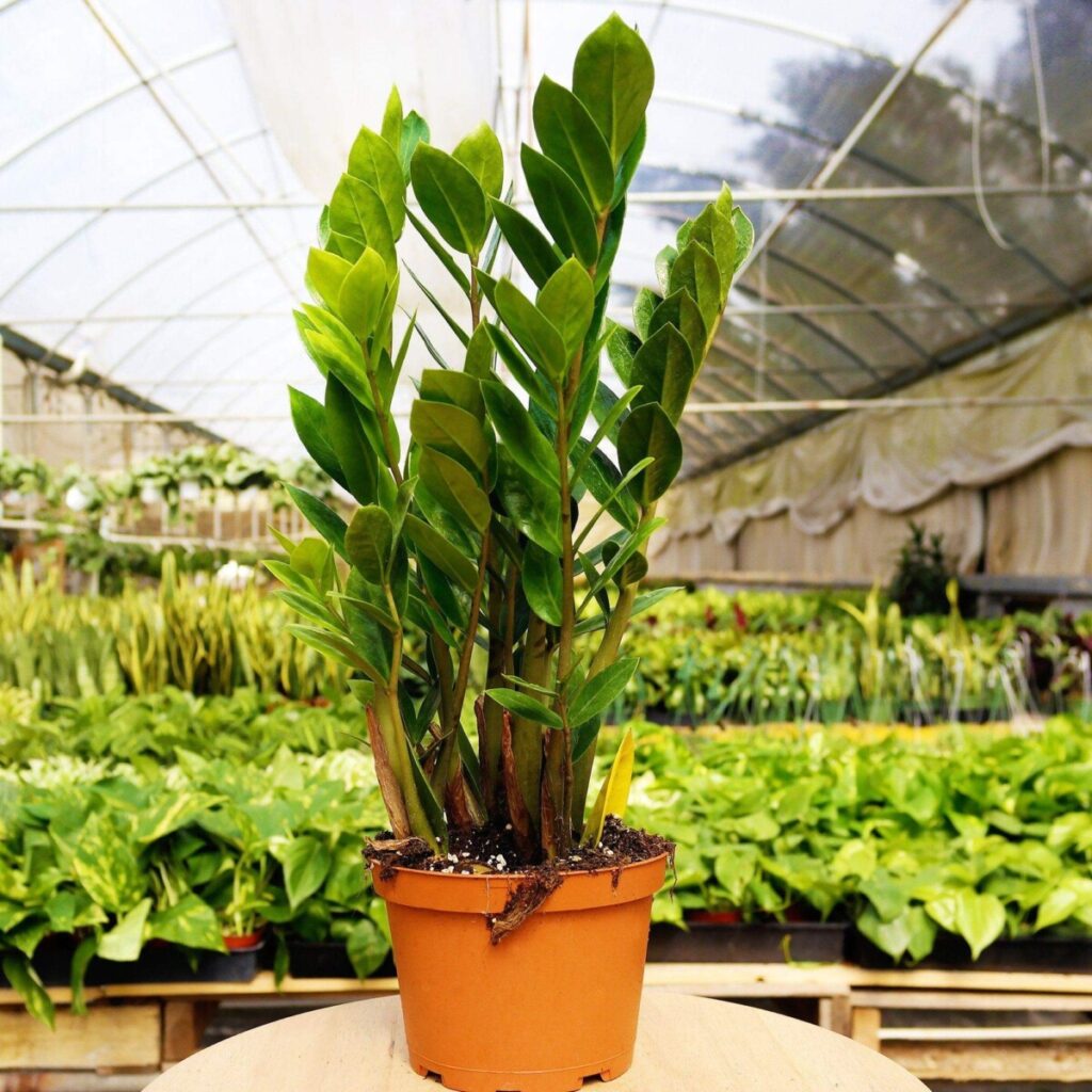 ZZ Plant (Zamioculcas Zamiifolia)