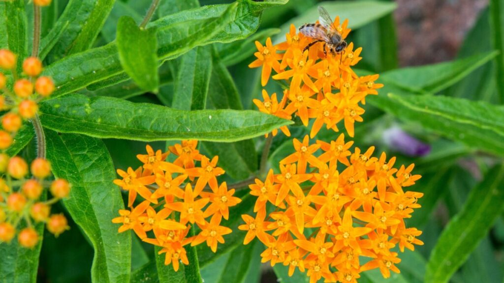 Butterfly Weed (Asclepias spp.)