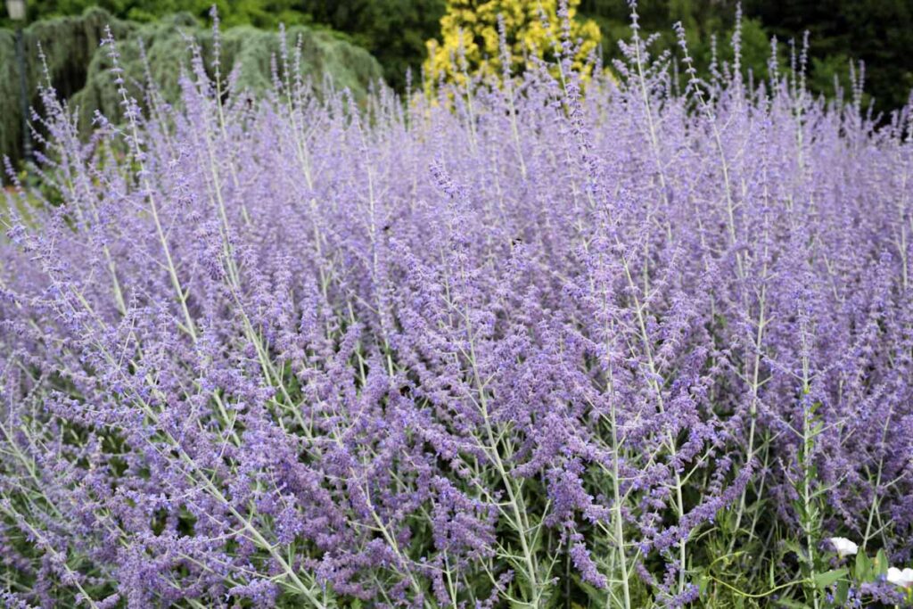 Russian Sage (Perovskia Atriplicifolia)