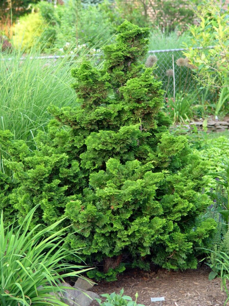 Hinoki Cypress (Chamaecyparis obtusa 'Nana Gracilis')