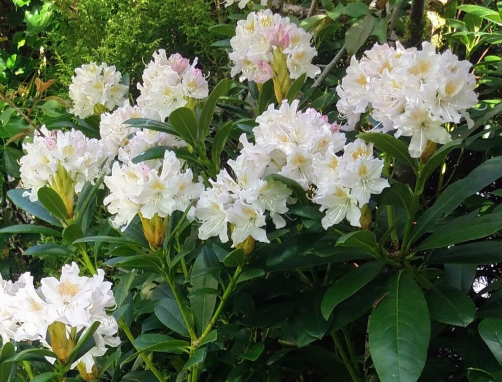 Rhododendron 