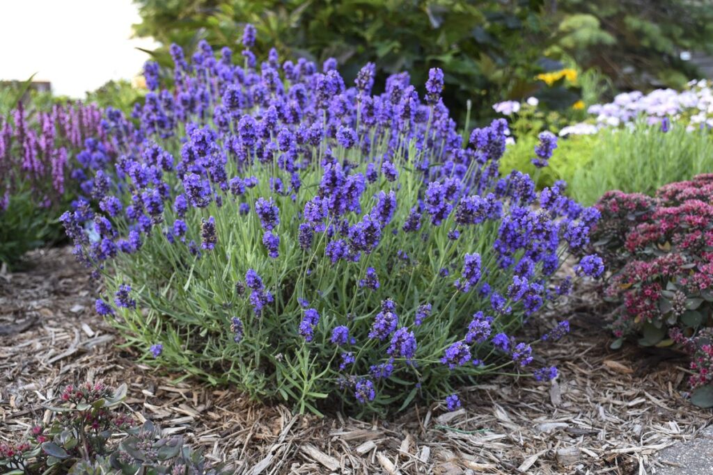 English Lavender (Lavandula angustifolia 'Hidcote')