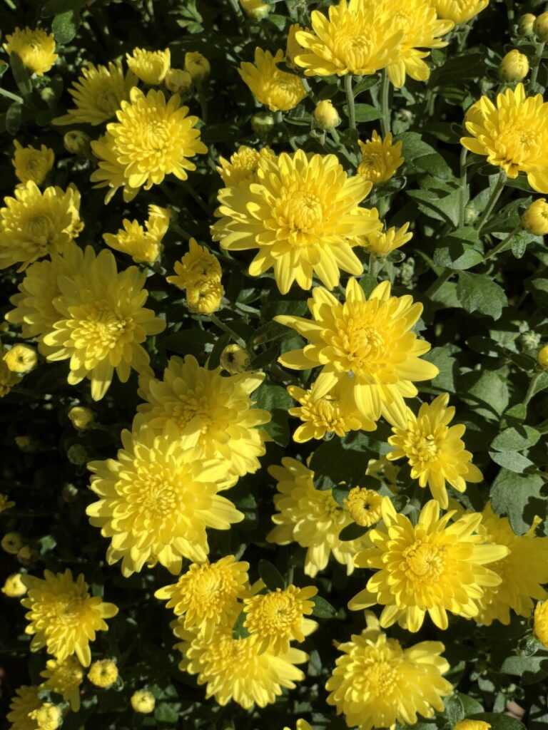 Cushion Mum (Chrysanthemum 'Golden Regards')