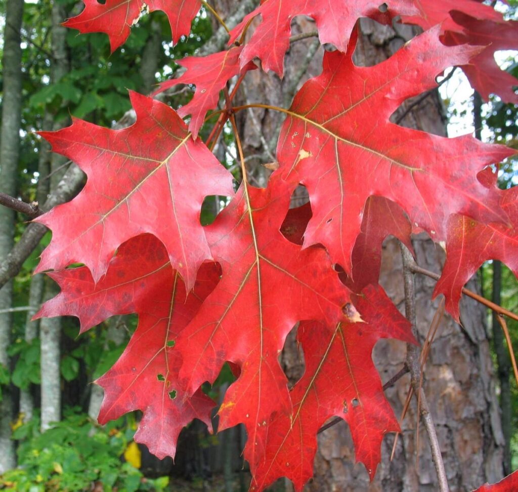 Northern Red Oak (Quercus rubra)